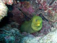 Great day of scuba diving in Key Largo with Rainbow Reef on french reef tropical odyssey 2014 06 01 r332 3