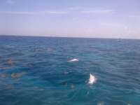 Great day of scuba diving in Key Largo with Rainbow Reef on north star tropical adventure 2014 06 14 r374 1