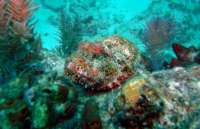 Great day of scuba diving in Key Largo with Rainbow Reef on north star tropical odyssey 2014 06 25 r408 2