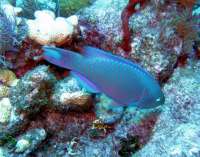 Great day of scuba diving in Key Largo with Rainbow Reef on north star tropical adventure 2014 03 05 r181 4