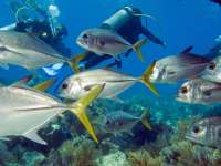 Great day of scuba diving in Key Largo with Rainbow Reef on christmastree cave tropical odyssey 2014 05 04 r282 3