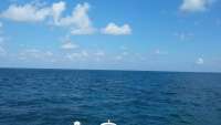 Great day of scuba diving in Key Largo with Rainbow Reef on christ statue tropical adventure 2014 11 15 r974 1