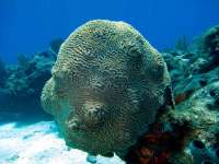 Great day of scuba diving in Key Largo with Rainbow Reef on snapper ledge tropical odyssey 2014 11 28 r998 2