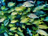 Great day of scuba diving in Key Largo with Rainbow Reef on snapper ledge tropical odyssey 2014 11 28 r998 3