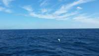 Great day of scuba diving in Key Largo with Rainbow Reef on spiegel grove tropical odyssey 2014 11 16 r975 1