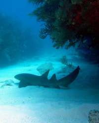 Great day of scuba diving in Key Largo with Rainbow Reef on winch hole tropical odyssey 2014 11 17 r983 1