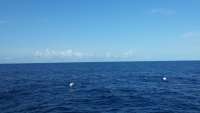 Great day of scuba diving in Key Largo with Rainbow Reef on eagle ray alley tropical odyssey 2014 10 08 r858 1