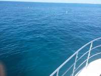 Great day of scuba diving in Key Largo with Rainbow Reef on french reef tropical odyssey 2014 10 19 r900 2