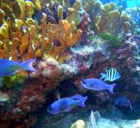 Great day of scuba diving in Key Largo with Rainbow Reef on north star tropical odyssey 2014 10 31 r935 3