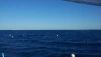 Great day of scuba diving in Key Largo with Rainbow Reef on spiegel grove tropical odyssey 2014 10 16 r887 1