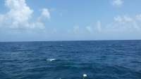 Great day of scuba diving in Key Largo with Rainbow Reef on eagle ray alley tropical adventure 2014 09 20 r794 1