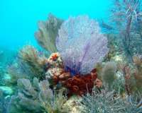 Great day of scuba diving in Key Largo with Rainbow Reef on eagle ray alley tropical odyssey 2014 09 15 r781 2