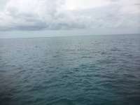 Great day of scuba diving in Key Largo with Rainbow Reef on french reef tropical odyssey 2014 09 19 r793 1