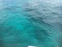 Great day of scuba diving in Key Largo with Rainbow Reef on snapper ledge tropical odyssey 2014 09 05 r744 1