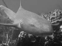 Great day of scuba diving in Key Largo with Rainbow Reef on snapper ledge tropical odyssey 2014 09 30 r837 1