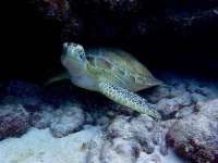 Great day of scuba diving in Key Largo with Rainbow Reef on woodys tropical odyssey 2014 09 30 r836 1
