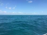 Great day of scuba diving in Key Largo with Rainbow Reef on french reef tropical explorer 2015 04 14 r1401 1