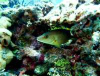 Great day of scuba diving in Key Largo with Rainbow Reef on french reef tropical odyssey 2015 04 07 r1371 1