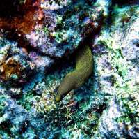 Great day of scuba diving in Key Largo with Rainbow Reef on french reef tropical odyssey 2015 04 07 r1371 2