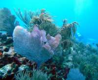 Great day of scuba diving in Key Largo with Rainbow Reef on hole in the wall tropical odyssey 2015 04 04 r1360 2
