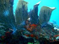 Great day of scuba diving in Key Largo with Rainbow Reef on hole in the wall tropical odyssey 2015 04 04 r1360 3