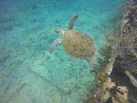 Great day of scuba diving in Key Largo with Rainbow Reef on molasses reef tropical odyssey 2015 04 05 r1366 1