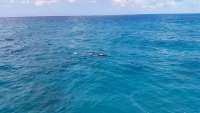 Great day of scuba diving in Key Largo with Rainbow Reef on sand island tropical adventure 2015 04 06 r1368 1