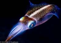 Great day of scuba diving in Key Largo with Rainbow Reef on snapper ledge tropical odyssey 2015 04 11 r1391 1