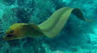 Great day of scuba diving in Key Largo with Rainbow Reef on snapper ledge tropical odyssey 2015 04 17 r1413 1