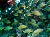 Great day of scuba diving in Key Largo with Rainbow Reef on snapper ledge tropical odyssey 2015 04 17 r1413 2