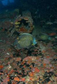 Great day of scuba diving in Key Largo with Rainbow Reef on spiegel grove tropical adventure 2015 04 14 r1402 1