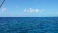 Great day of scuba diving in Key Largo with Rainbow Reef on spiegel grove tropical adventure 2015 04 17 r1414 1