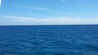 Great day of scuba diving in Key Largo with Rainbow Reef on spiegel grove tropical adventure 2015 04 18 r1416 1