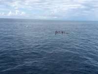 Great day of scuba diving in Key Largo with Rainbow Reef on benwood wreck tropical adventure 2015 08 09 r1866 1