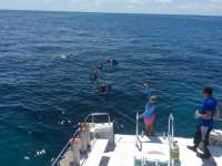 Great day of scuba diving in Key Largo with Rainbow Reef on french reef tropical voyager 2015 08 22 r1931 1