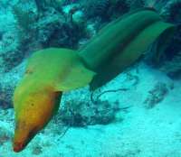 Great day of scuba diving in Key Largo with Rainbow Reef on snapper ledge tropical odyssey 2015 08 28 r1951 1