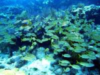Great day of scuba diving in Key Largo with Rainbow Reef on snapper ledge tropical odyssey 2015 08 28 r1951 2