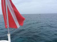 Great day of scuba diving in Key Largo with Rainbow Reef on winch hole tropical adventure 2015 08 02 r1840 1