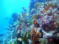 Great day of scuba diving in Key Largo with Rainbow Reef on molasses reef tropical odyssey 2015 12 11 r2360 1