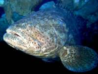 Great day of scuba diving in Key Largo with Rainbow Reef on spiegel grove tropical adventure 2015 12 08 r2348 1