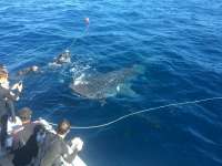 Great day of scuba diving in Key Largo with Rainbow Reef on uscgc duane tropical odyssey 2015 12 15 r2376 1