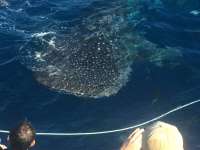Great day of scuba diving in Key Largo with Rainbow Reef on uscgc duane tropical odyssey 2015 12 15 r2376 4