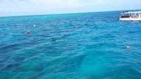 Great day of scuba diving in Key Largo with Rainbow Reef on eagle ray alley tropical odyssey 2015 02 28 r1237 1