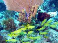 Great day of scuba diving in Key Largo with Rainbow Reef on snapper ledge tropical odyssey 2015 02 27 r1234 2