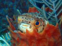 Great day of scuba diving in Key Largo with Rainbow Reef on uscgc duane tropical voyager 2015 02 23 r1223 1