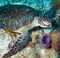 Great day of scuba diving in Key Largo with Rainbow Reef on molasses reef tropical odyssey 2015 01 10 r1117 1