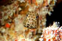 Great day of scuba diving in Key Largo with Rainbow Reef on molasses reef tropical voyager 2015 01 02 r1108 1