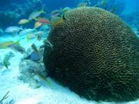 Great day of scuba diving in Key Largo with Rainbow Reef on snapper ledge tropical odyssey 2015 01 09 r1114 1