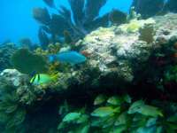 Great day of scuba diving in Key Largo with Rainbow Reef on winch hole tropical odyssey 2015 01 30 r1173 1