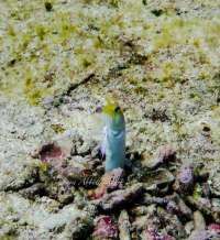 Great day of scuba diving in Key Largo with Rainbow Reef on winch hole tropical voyager 2015 01 15 r1128 1